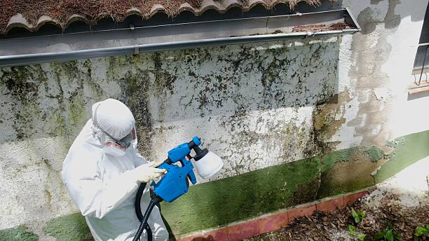 Top rated local Basement Mold Removal specialists in Willow Street, PA